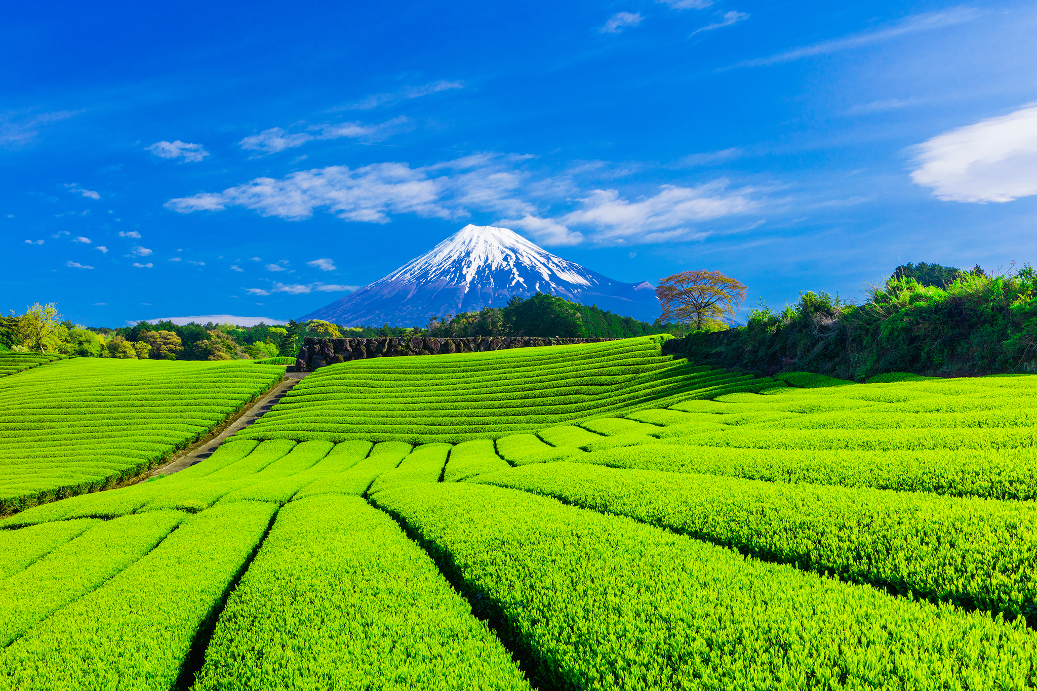 Japanese tea farm